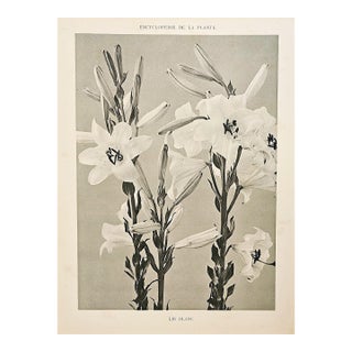 1902 French Photographic Botanical Lithograph- White Lily, Documentation For Sale