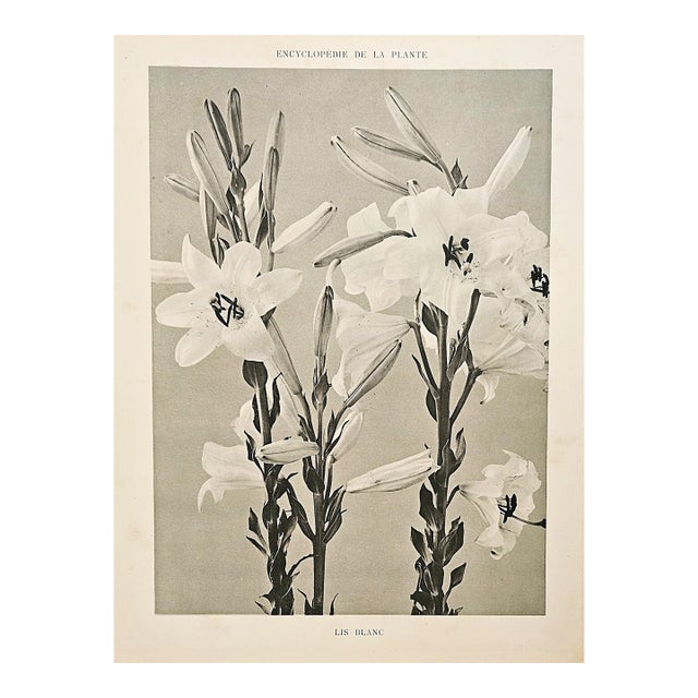 1902 French Photographic Botanical Lithograph- White Lily, Documentation For Sale