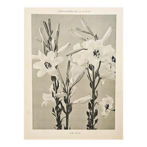 1902 French Photographic Botanical Lithograph- White Lily, Documentation