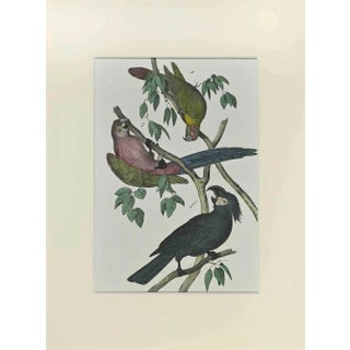 Johann Friedrich Naumann, Parrots, Etching, 1840 For Sale