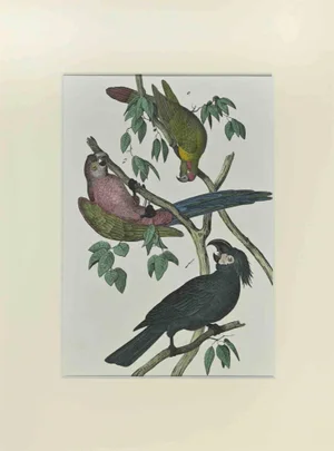 Johann Friedrich Naumann, Parrots, Etching, 1840