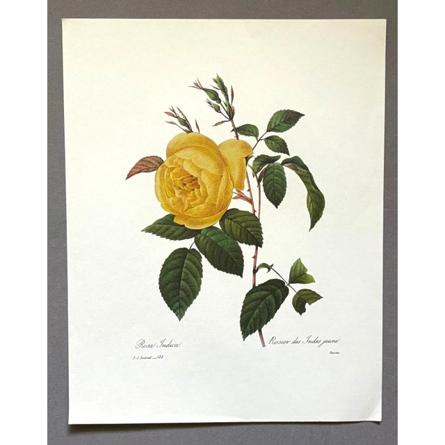 Up for sale is this gorgeous vintage print by PJ Redoute, one of several we are currently listing. With a sheet size of...