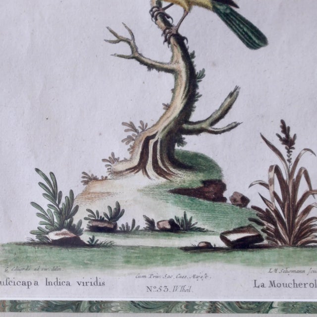 Mid 18th Century Bird Engravings by George Edwards - a Pair For Sale - Image 9 of 13