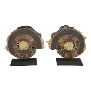 Pair of Mounted Pyritized Ammonites, 12 Inches, Mesozoic Era For Sale