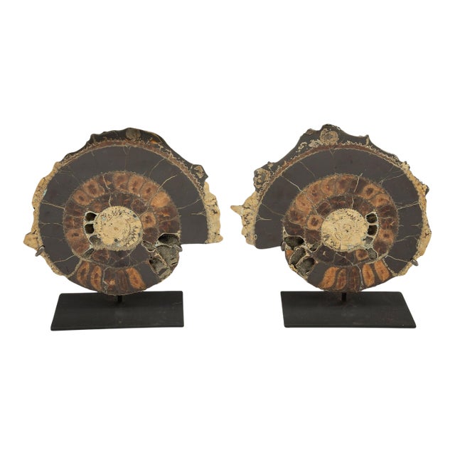 Pair of Mounted Pyritized Ammonites, 12 Inches, Mesozoic Era For Sale