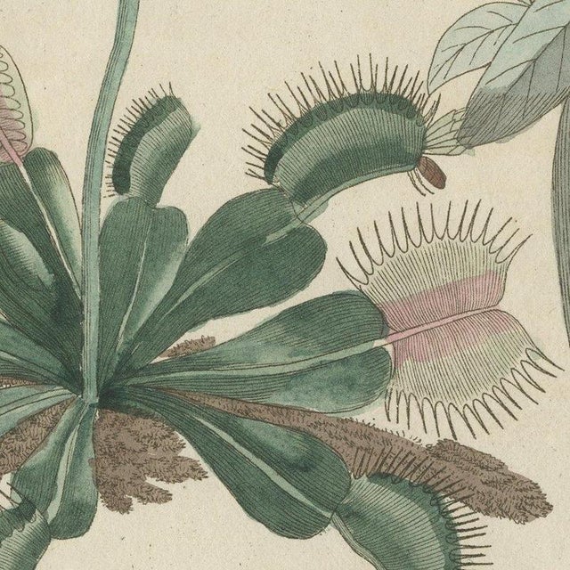 Bertuch, Venus Flytrap Carnivorous Plant, 1805, Print For Sale - Image 6 of 12