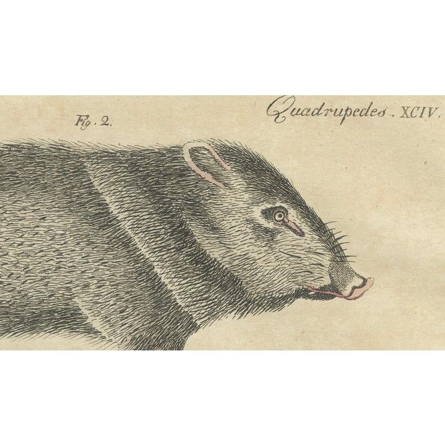 Bertuch, Malayan Tapir & Collared Peccary, 1815, Engraving For Sale - Image 6 of 9