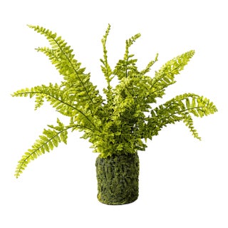 Fern Plant with Mossy Base 21"H For Sale