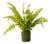 Fern Plant with Mossy Base 21"H For Sale