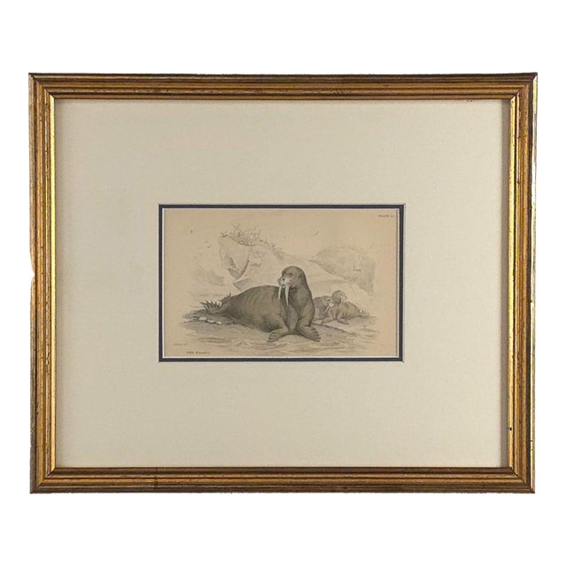 Engraving of a Walrus, 19th Century For Sale