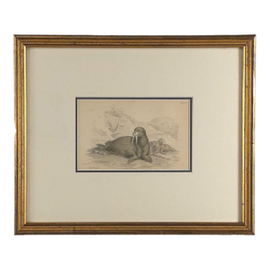 Engraving of a Walrus, 19th Century