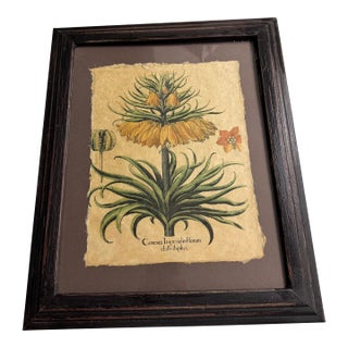 German Apothecary and Botanist Basilius Besler 18th Century For Sale