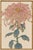 Pink Floral Giclee, Vintage Japanese Botanical Art Print, 8" X 12" For Sale In Buffalo - Image 6 of 8