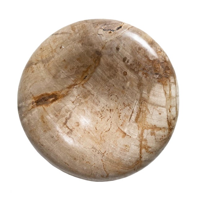 Natural petrified wood polished smooth shallow saucer bowl with beautiful grain patterns. Minimalist sloped design gives...