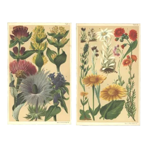 1890-Set of 2 French Antique Botanical Chromolithographs-Flowers of the Alps