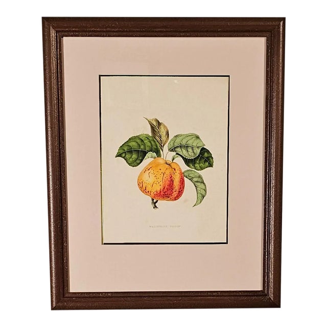 Print From Botanical Study of Fruits and Nuts by Duhamel Du Monceau, Early 19th Century For Sale