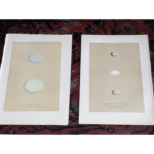 This set of twelve (12) authentic antique 19th century hand colored lithographs depicts various British birds' eggs. They...