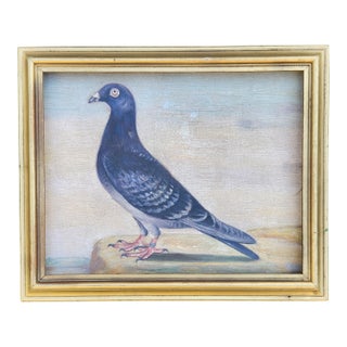 1970s Oil Portrait Painting of a Pigeon For Sale