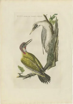 Sepp & Nozeman, Bird Illustration of the Green Woodpecker, 1809, Print