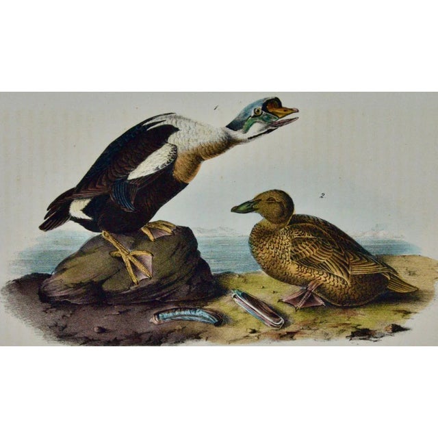 Realism Audubon "King Duck": An Original First Octavo Edition Audubon Hand-Colored Lithograph, 1840 For Sale - Image 3 of 5