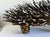 Australian Aboriginal Wood Sculpture with Ochre Echidna Bob Burruwal For Sale - Image 12 of 13