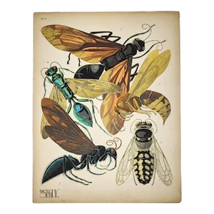 Original Seguy Insect From 1924 Antique Pochoir Plate #6