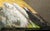 Linda Davidson Llamas Original Oil Painting Artwork on Canvas For Sale - Image 4 of 10