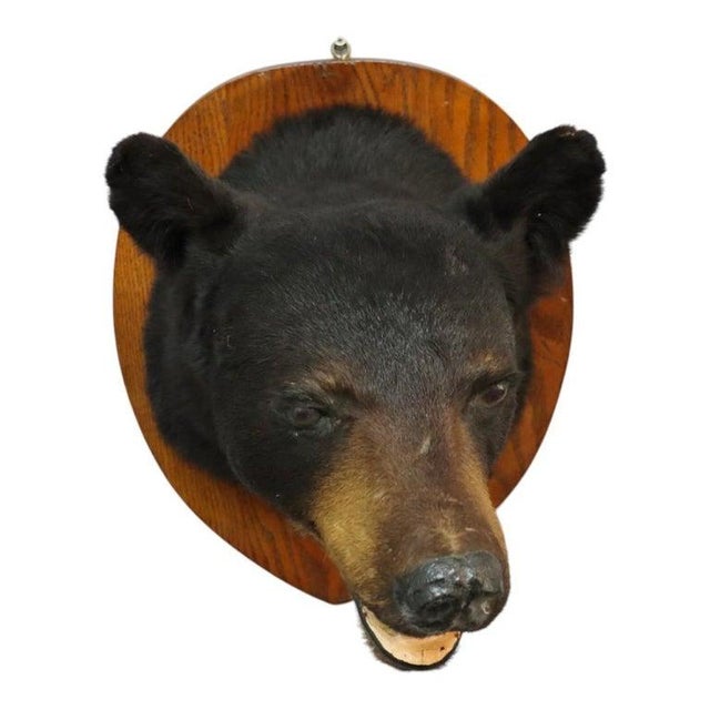 1950s Vintage Black Bear Taxidermy Head Mount C1950 For Sale - Image 5 of 8