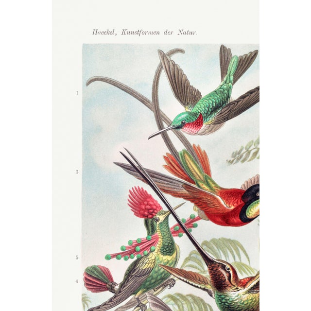 Vintage natural history artwork depicting a variety of hummingbird species, originally illustrated by Ernst Haeckel for...