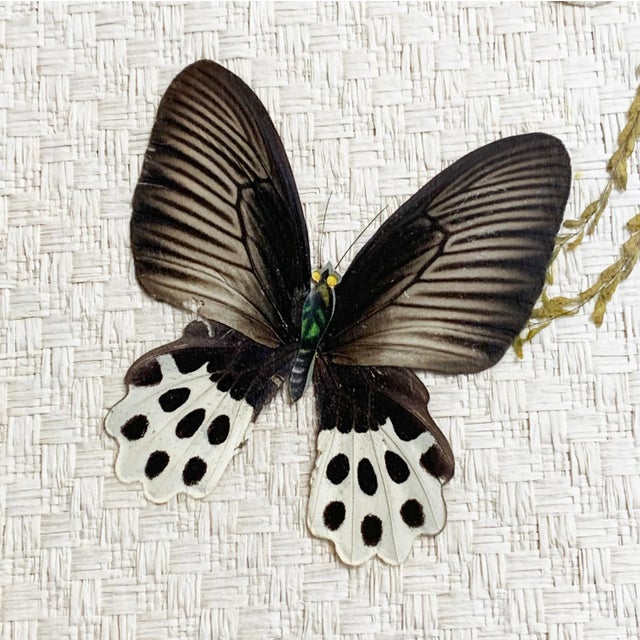 Mid-Century Modern Large Framed Butterfly Artwork For Sale - Image 4 of 7