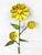 Mid-Century Modern Vintage Mid-Century Yellow Metal Sunflower Tole Wall Hooks - Pair For Sale - Image 3 of 6