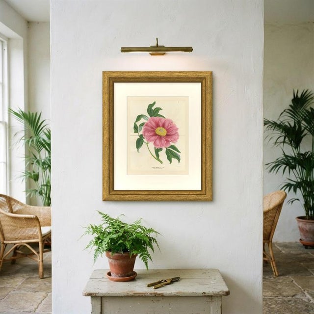 Paper L. Stroobant, Tree Peony Empress of France, Paeonia Mountain, 1858, Chromolithograph For Sale - Image 7 of 9