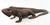 Hand Carved Komodo Dragon Sculpture For Sale - Image 7 of 7
