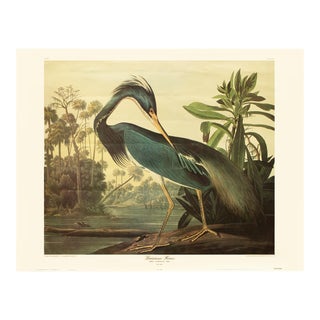 1982 After Audubon, "Louisiana Heron" XL Poster For Sale