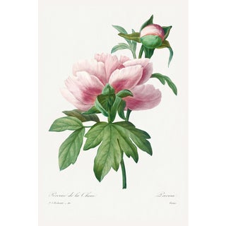 Peony by Pierre-Joseph Redouté, Vintage Botanical Art Print, 20" X 30" For Sale