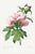 Peony by Pierre-Joseph Redouté, Vintage Botanical Art Print, 20" X 30" For Sale
