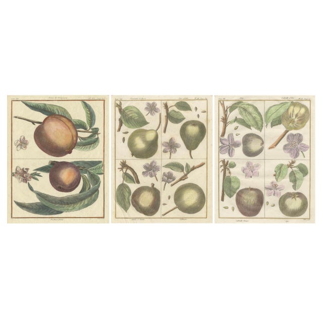 Poiteau and Turpin, Illustrations of Apples, Pears and Peaches, Engravings, 1820, Set of 3 For Sale - Image 5 of 5