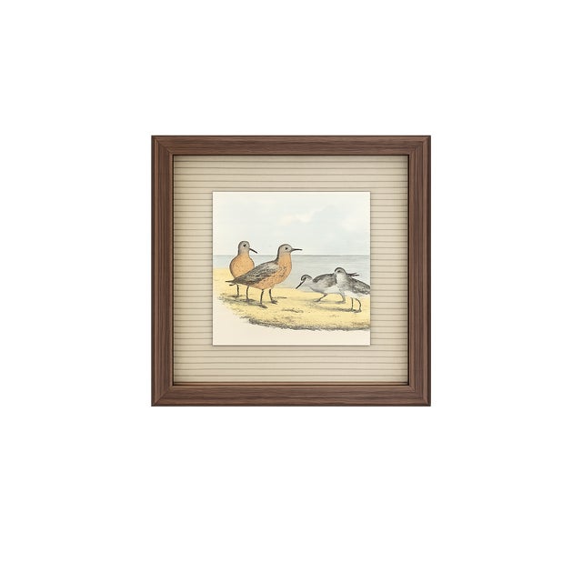 Mid-Century Modern Antique Framed Shorebird Prints From the Birds of North America by Jacob H. Studer - Set of 3 For Sale - Image 3 of 4