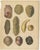 Antique Botanical Lithographs of Potatoes and Tubers, Calwer 1852 This decorative set of three original hand-colored...