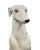 Late 20th Century Life Size Glazed Ceramic Italian Greyhound Figurine For Sale In West Palm - Image 6 of 11