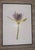 “Paul Solberg Signed Fine Art Photograph, Salute 2006, Limited Edition 20/20, Purple Water Lily Bloom Series Print, Botanical Wall Art” For Sale - Image 15 of 16