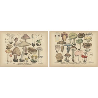Dr. Wilhelm Fünfstück, Parasol & Boletes Mushrooms, 1885, Paper For Sale