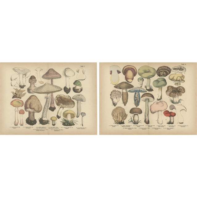 Dr. Wilhelm Fünfstück, Parasol & Boletes Mushrooms, 1885, Paper For Sale