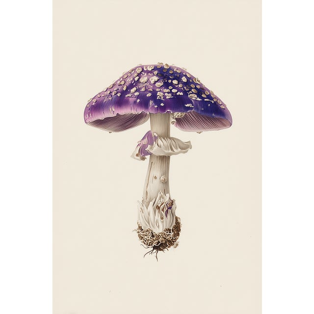 'Violet Star Cup' (Sarcosphaera Coronaria) - Mushroom Botanical Print ...