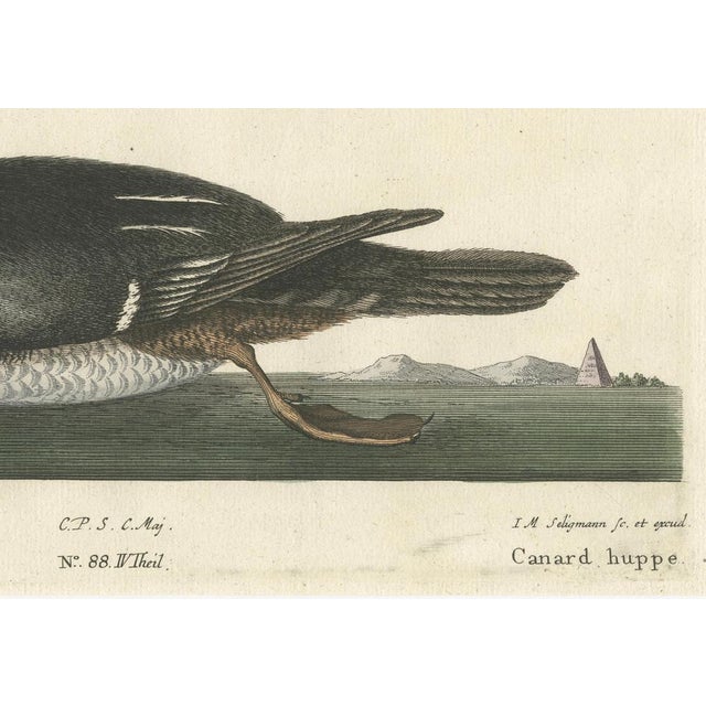 Title: Die Gehäubte Ente - Hand-Colored Engraving of the Hooded Merganser by Johann Michael Seligmann, 18th Century This...