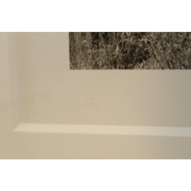 Ansel Adams Aspens, Dawn, Autumn, Dolores River Canyon, Colorado Authorized Ed. For Sale - Image 10 of 17