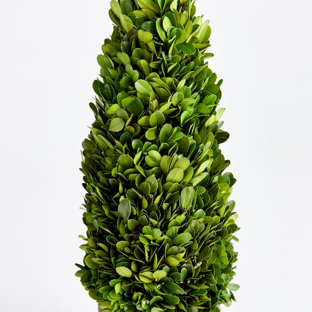 Introducing a novel idea, real English boxwoods with their own standard root ball, ready to drop in to your favorite...