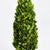 Introducing a novel idea, real English boxwoods with their own standard root ball, ready to drop in to your favorite...