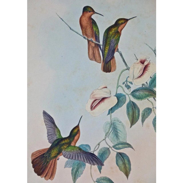 Hummingbirds: Framed Gould Antique Hand-Colored "Rufous-Breasted Sabrewing", 1850 For Sale - Image 4 of 7