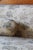 Empire Danish Oak Sofa, 1800s For Sale - Image 4 of 18